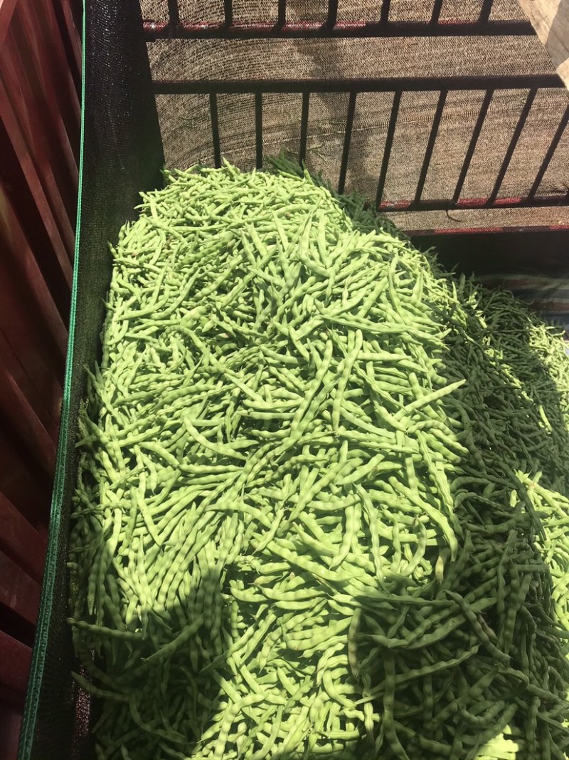 大青豆，诚信有需要的联系，各种货要什么发什么质量，
