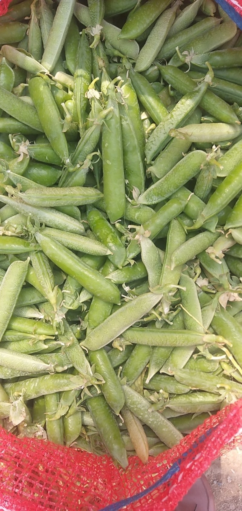 豌豆角盛产基地