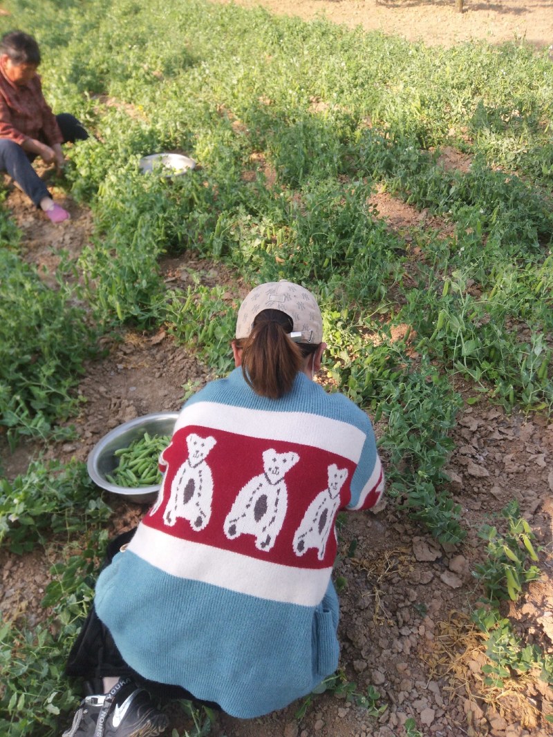豌豆角盛产基地