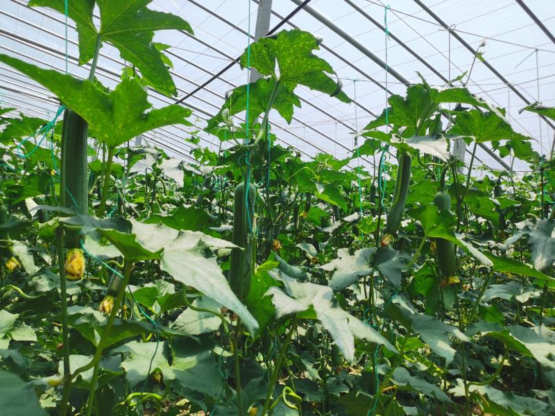 油皮丝瓜油皮香丝瓜鲜花丝瓜诚信为本质量保证油丝瓜