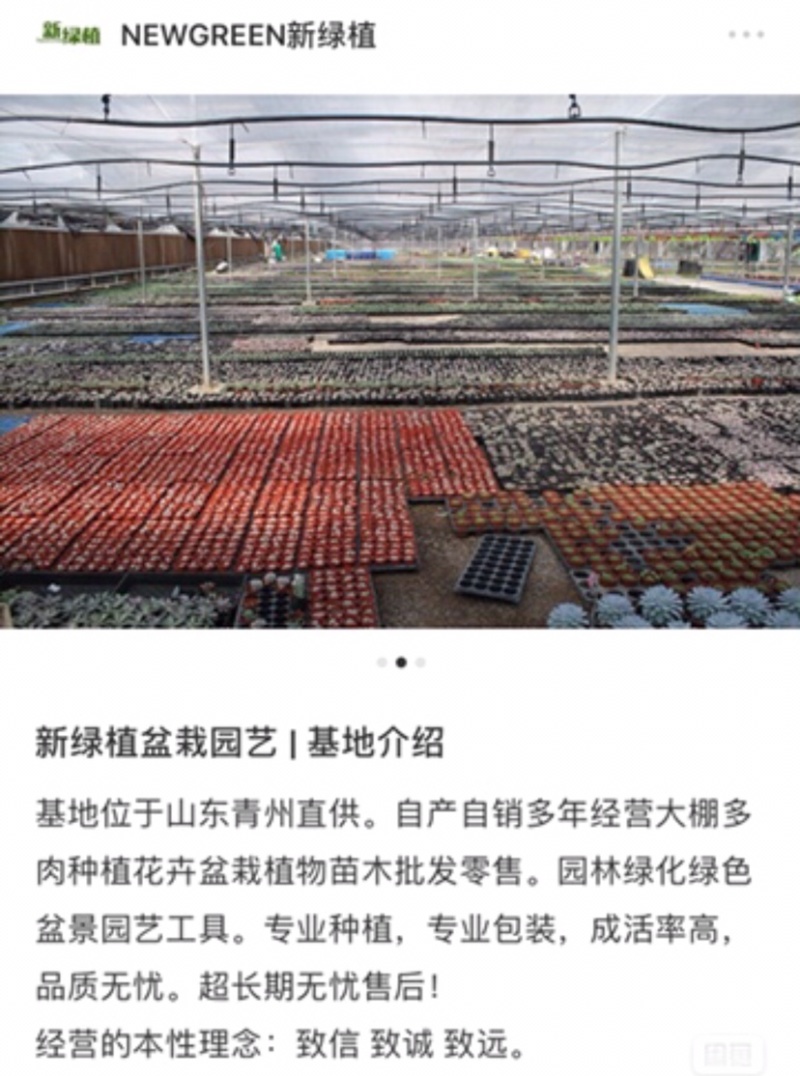 【基地自销】爱丽丝秋海棠精品贵货带盆土鲜花新绿植