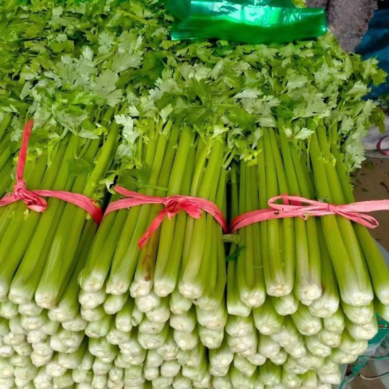 精品芹菜，西芹大量上市产地直供量大优惠欢迎来电咨询