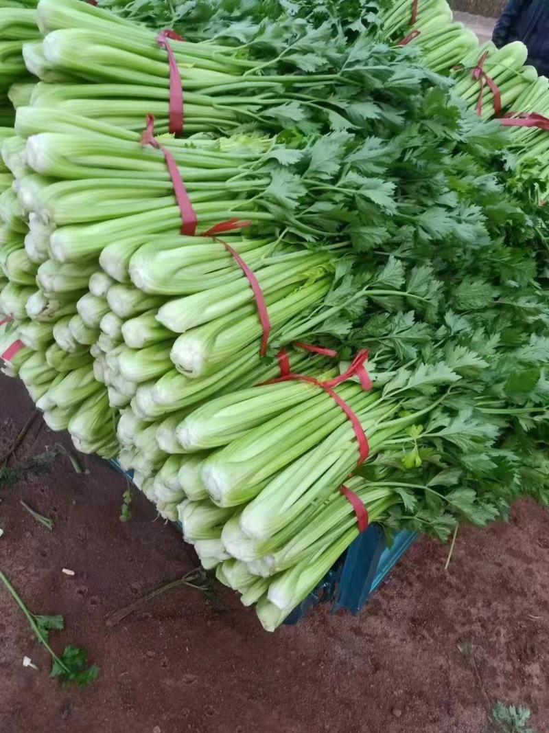精品芹菜，西芹大量上市产地直供量大优惠欢迎来电咨询