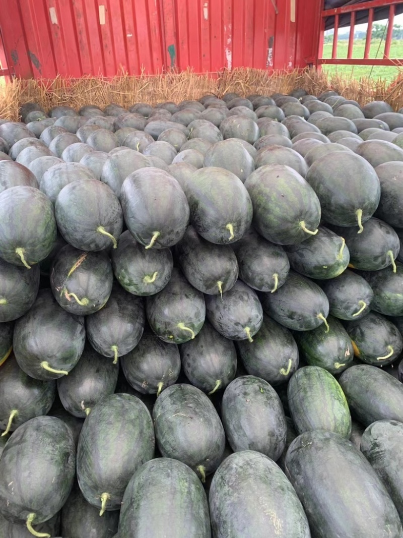 河南黑美人西瓜🍉产地一手质量保证电商优选量大价优