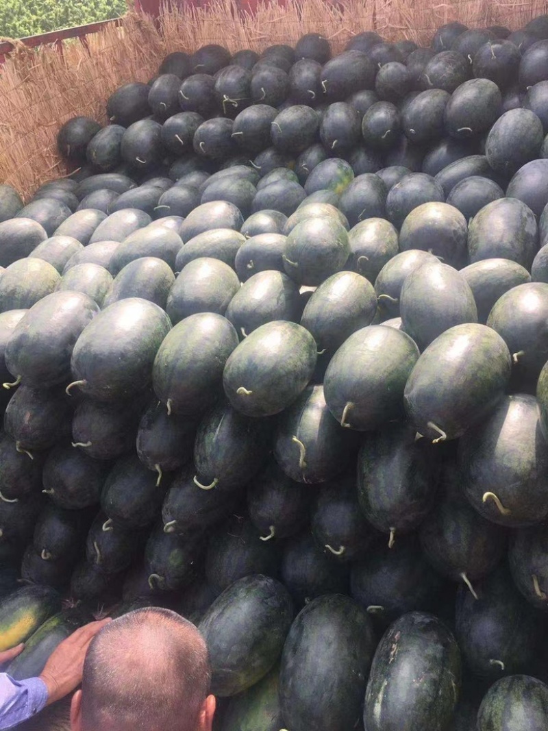 河南黑美人西瓜🍉产地一手质量保证电商优选量大价优
