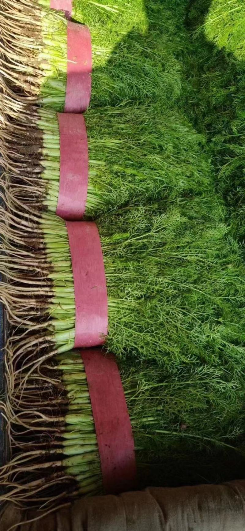 茴香精品茴香基地直供量大优惠可实地考察来电咨询