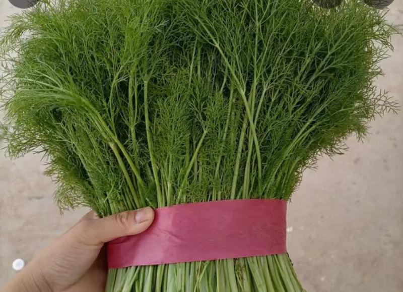 茴香精品茴香基地直供量大优惠可实地考察来电咨询