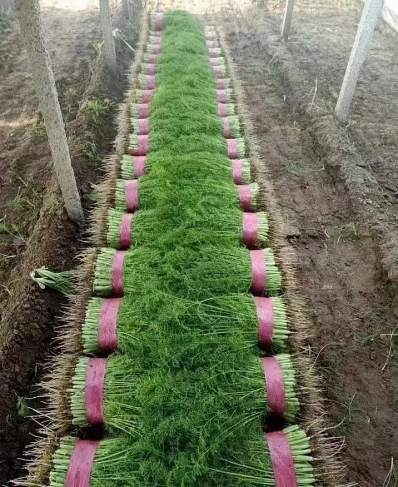 茴香精品茴香基地直供量大优惠可实地考察来电咨询