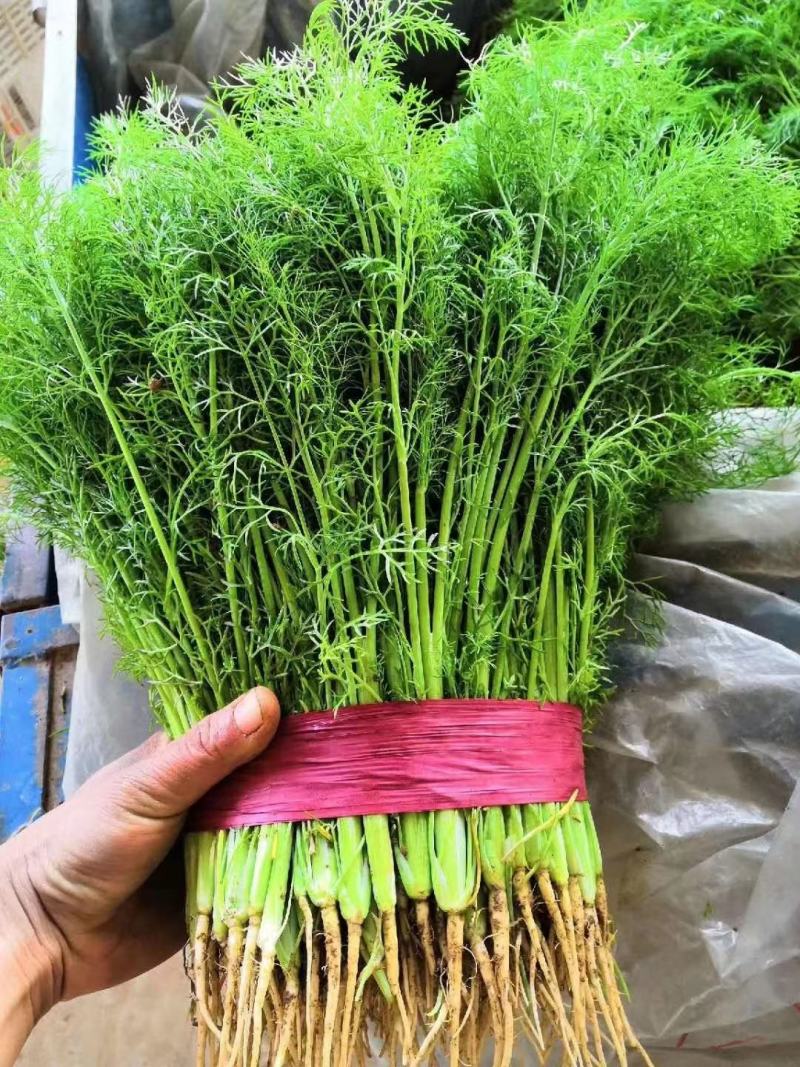 茴香精品茴香基地直供量大优惠可实地考察来电咨询