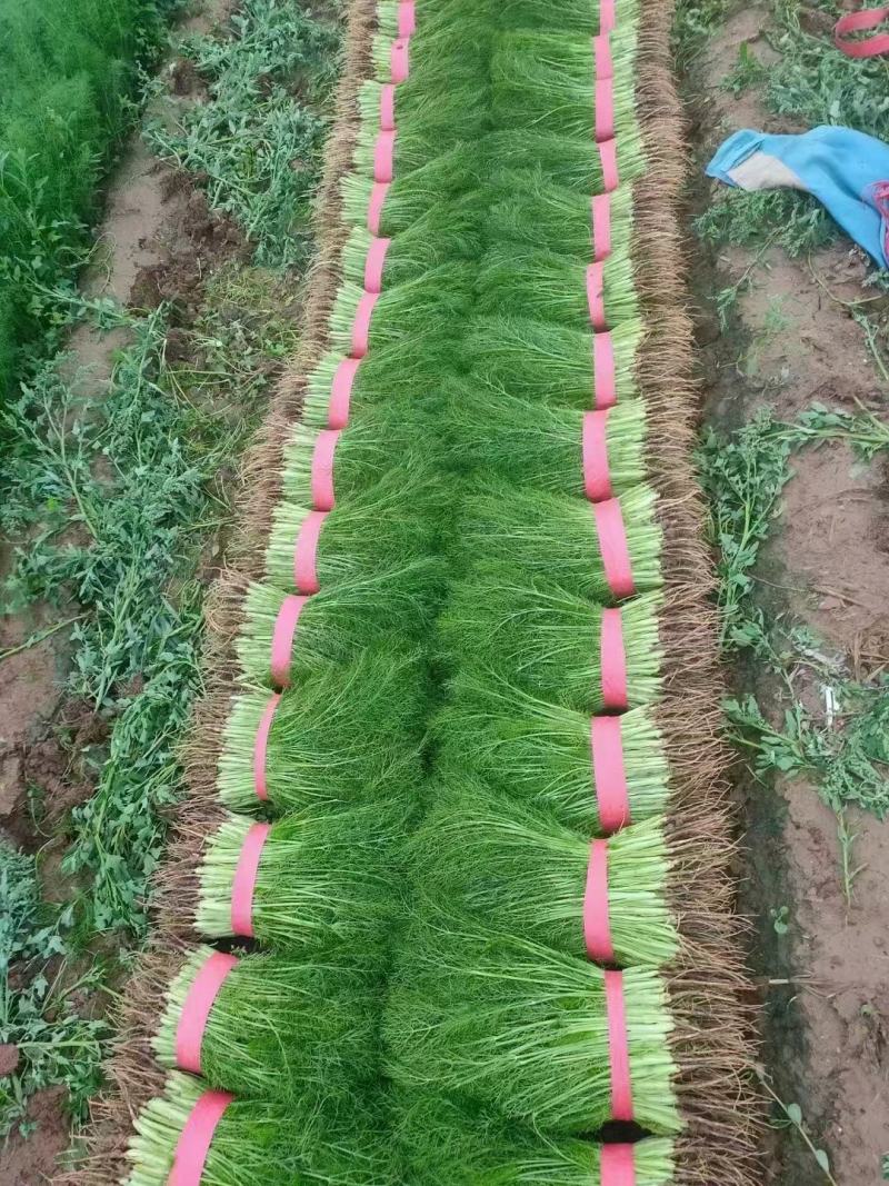 茴香精品茴香基地直供量大优惠可实地考察来电咨询