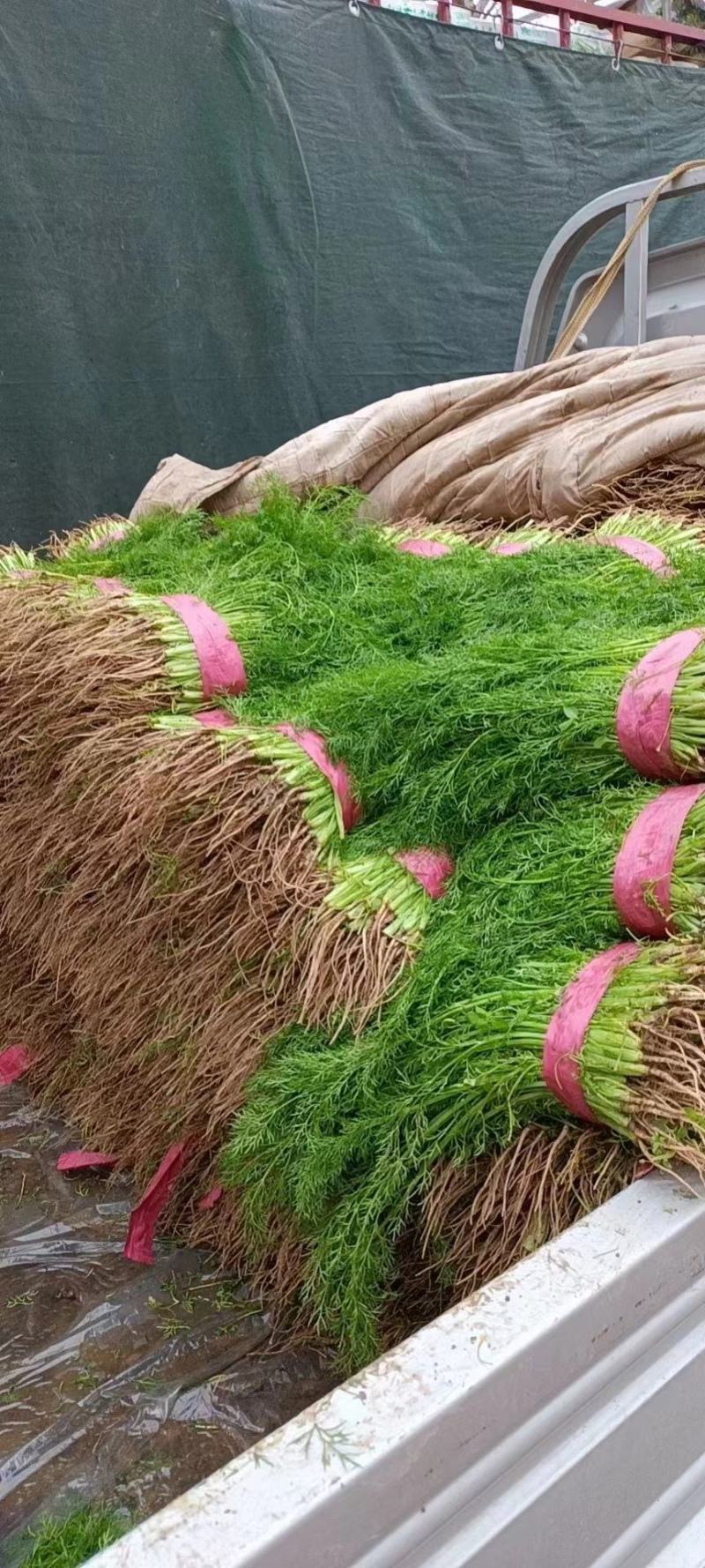 茴香精品茴香基地直供量大优惠可实地考察来电咨询