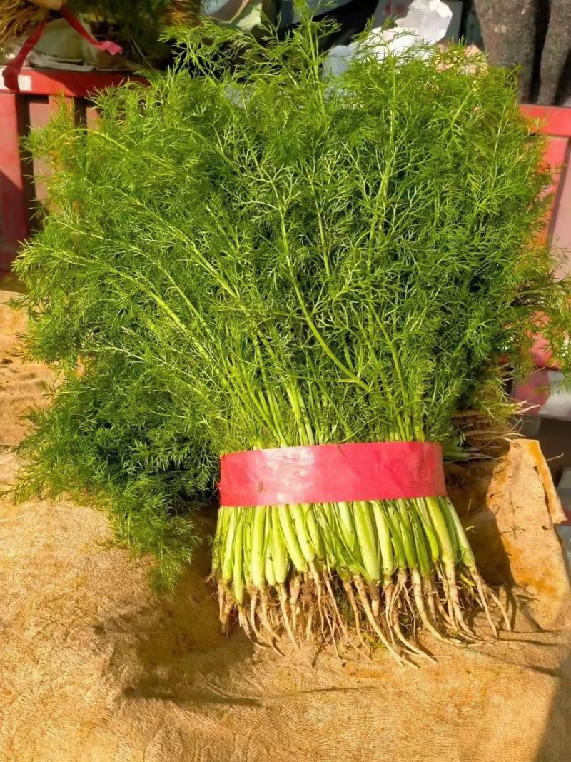 茴香精品茴香基地直供量大优惠可实地考察来电咨询