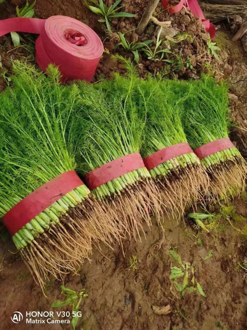 茴香精品茴香基地直供量大优惠可实地考察来电咨询