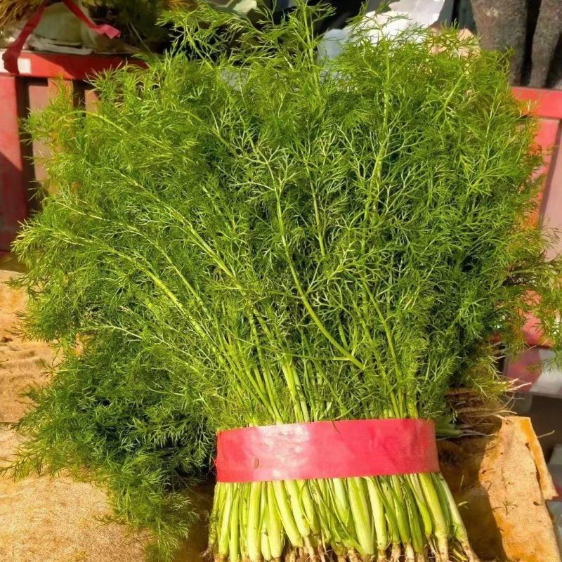 茴香精品茴香基地直供量大优惠可实地考察来电咨询