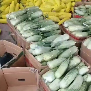 内黄，博洋61