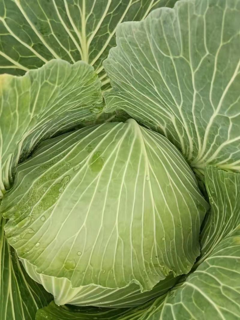 莲白