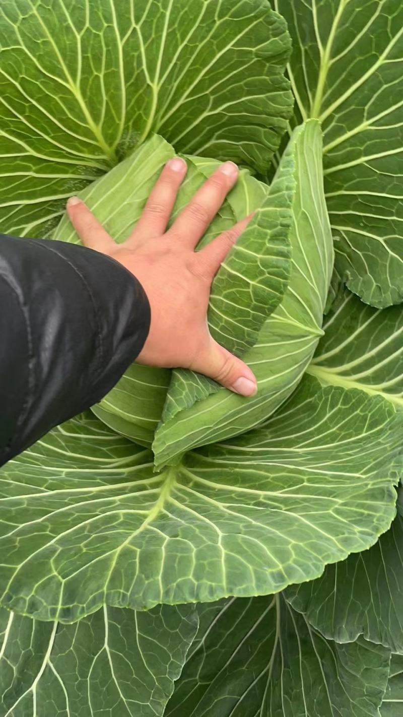 莲白