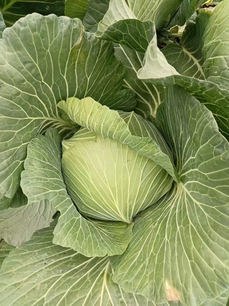 莲白