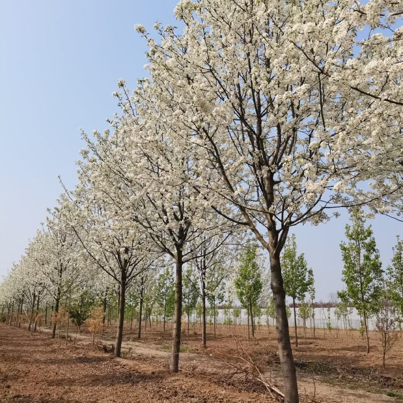 豆梨，彩叶豆梨5-15公分大量供应，质量好，价格低