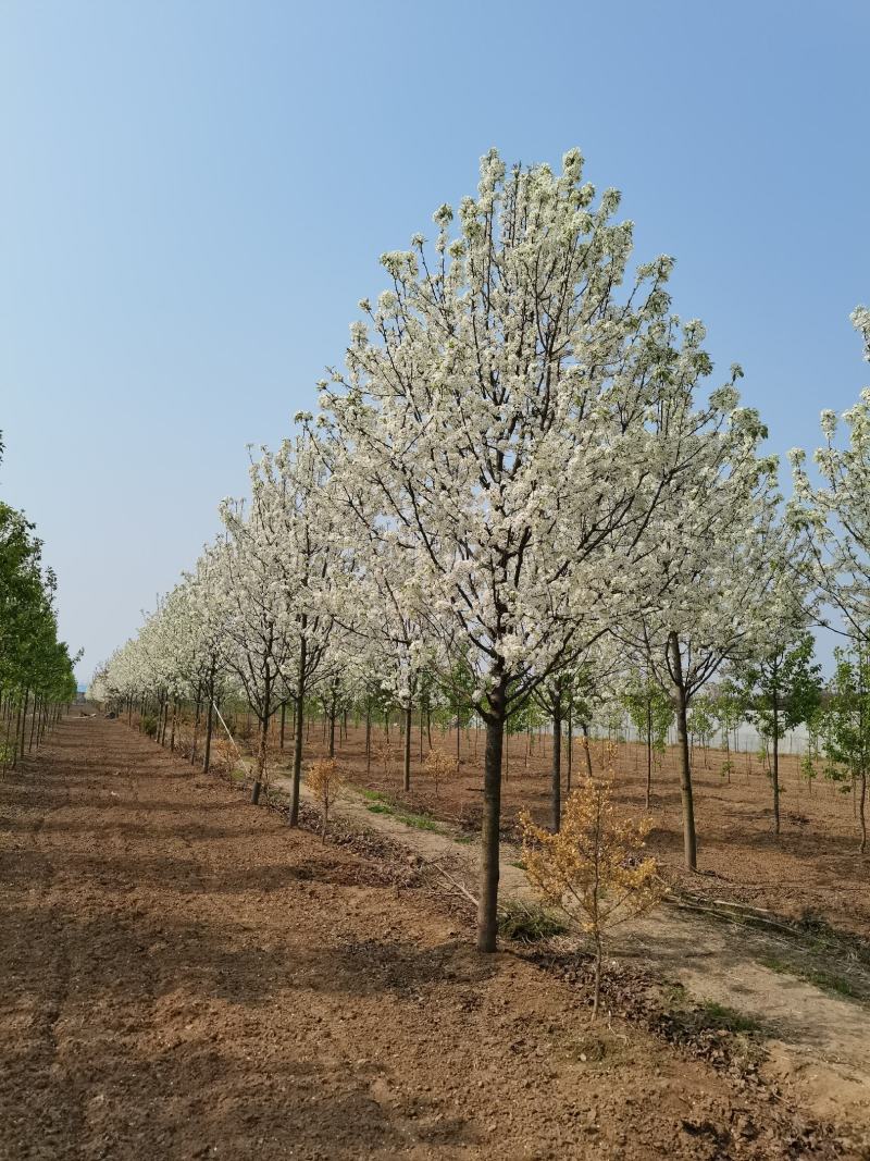 豆梨，彩叶豆梨5-15公分大量供应，质量好，价格低