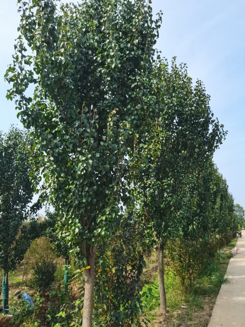 豆梨，彩叶豆梨5-15公分大量供应，质量好，价格低