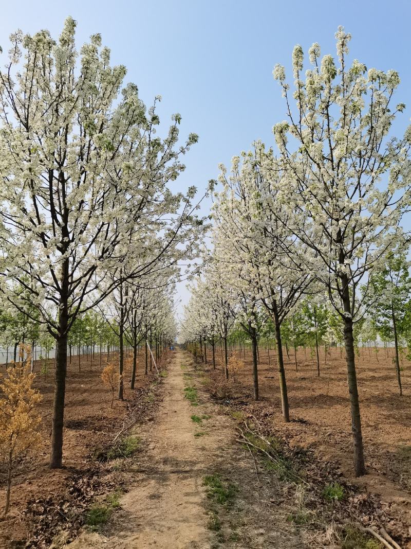 豆梨，彩叶豆梨5-15公分大量供应，质量好，价格低