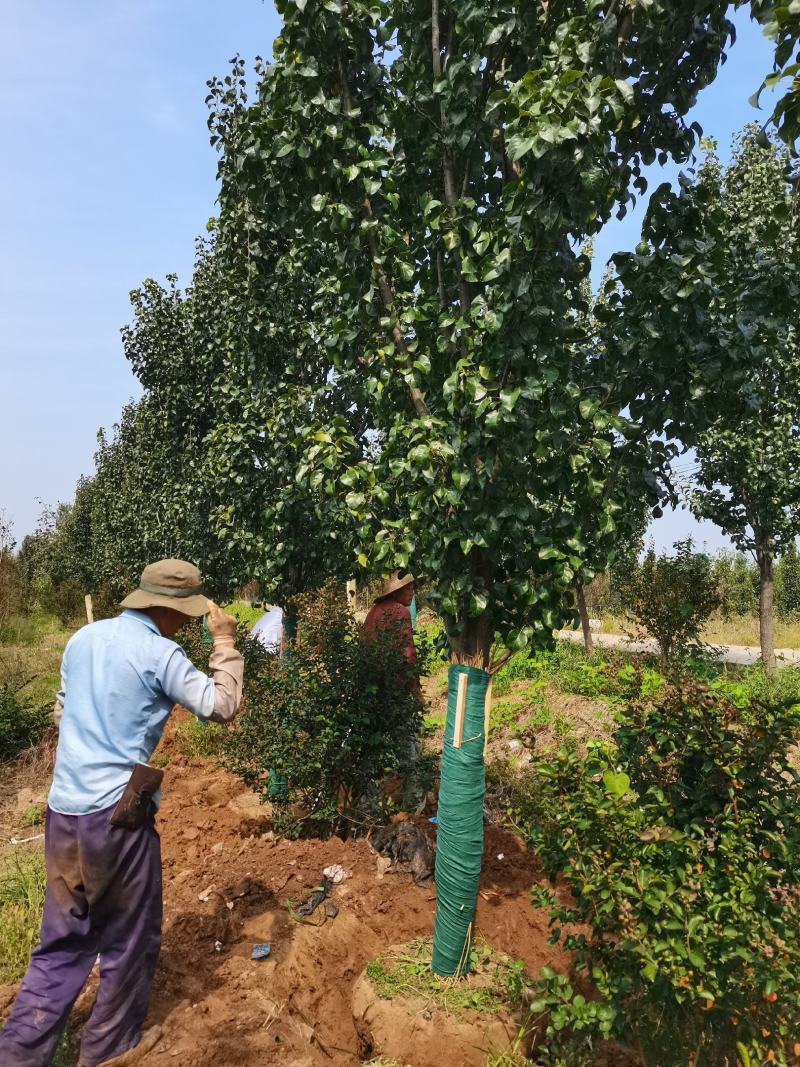 豆梨，彩叶豆梨5-15公分大量供应，质量好，价格低