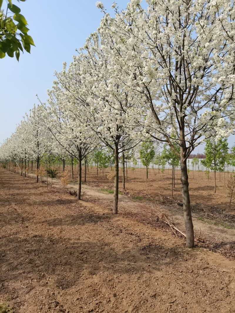 豆梨，彩叶豆梨5-15公分大量供应，质量好，价格低