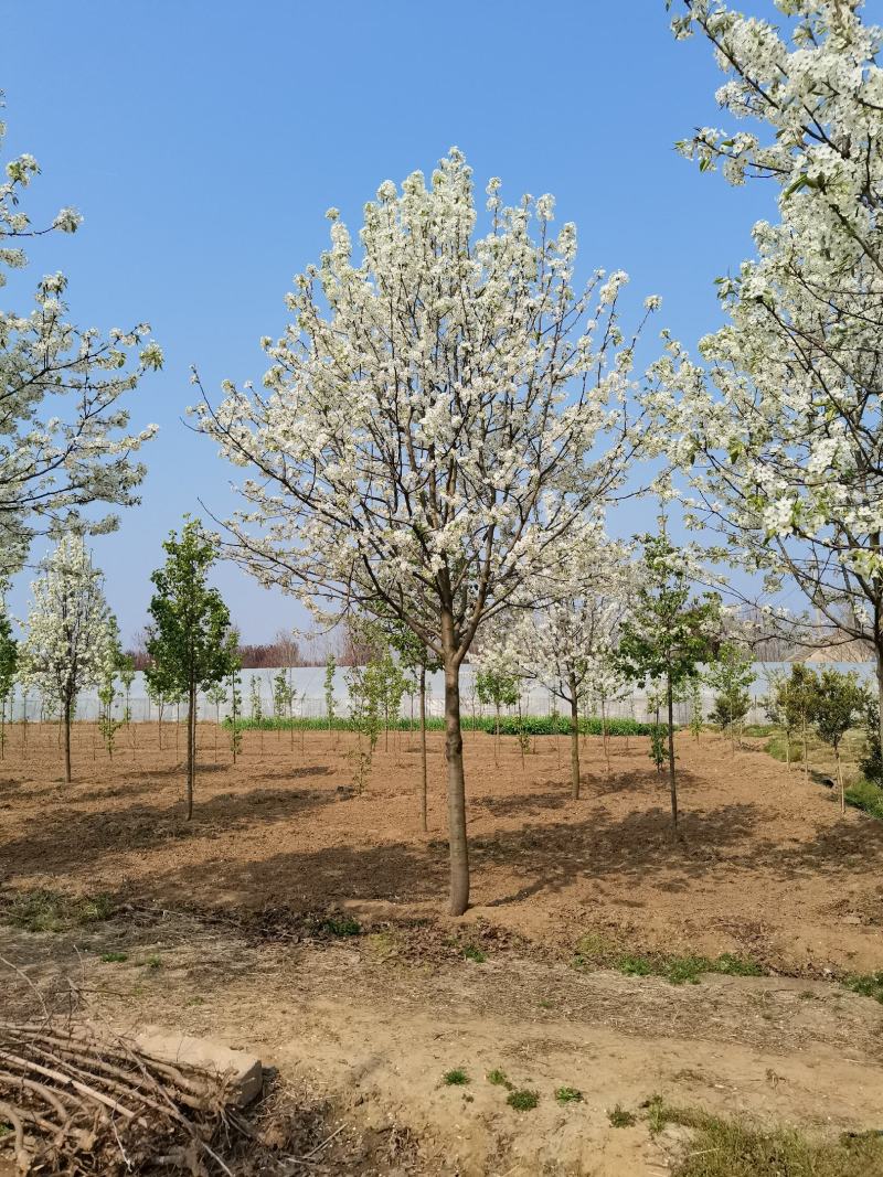 豆梨，彩叶豆梨5-15公分大量供应，质量好，价格低