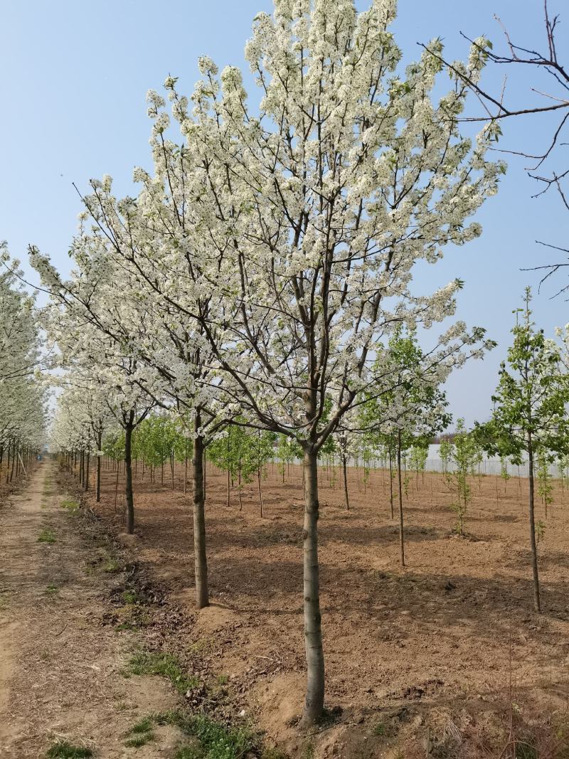 豆梨，彩叶豆梨5-15公分大量供应，质量好，价格低