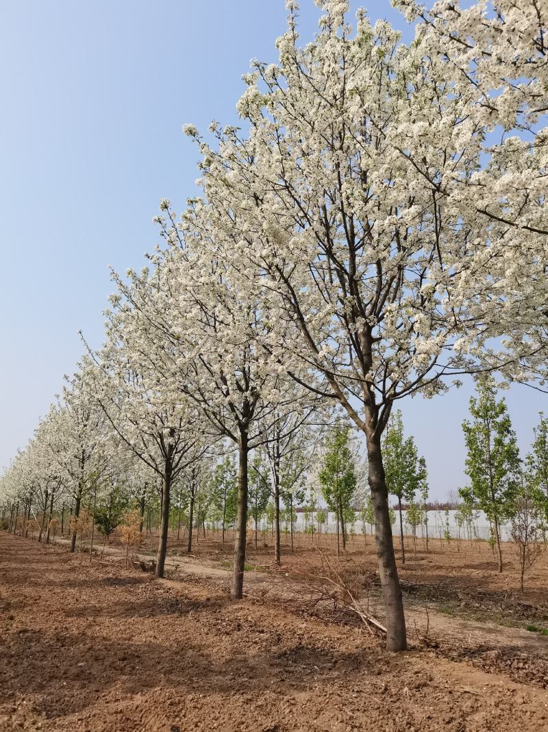 豆梨，彩叶豆梨5-15公分大量供应，质量好，价格低