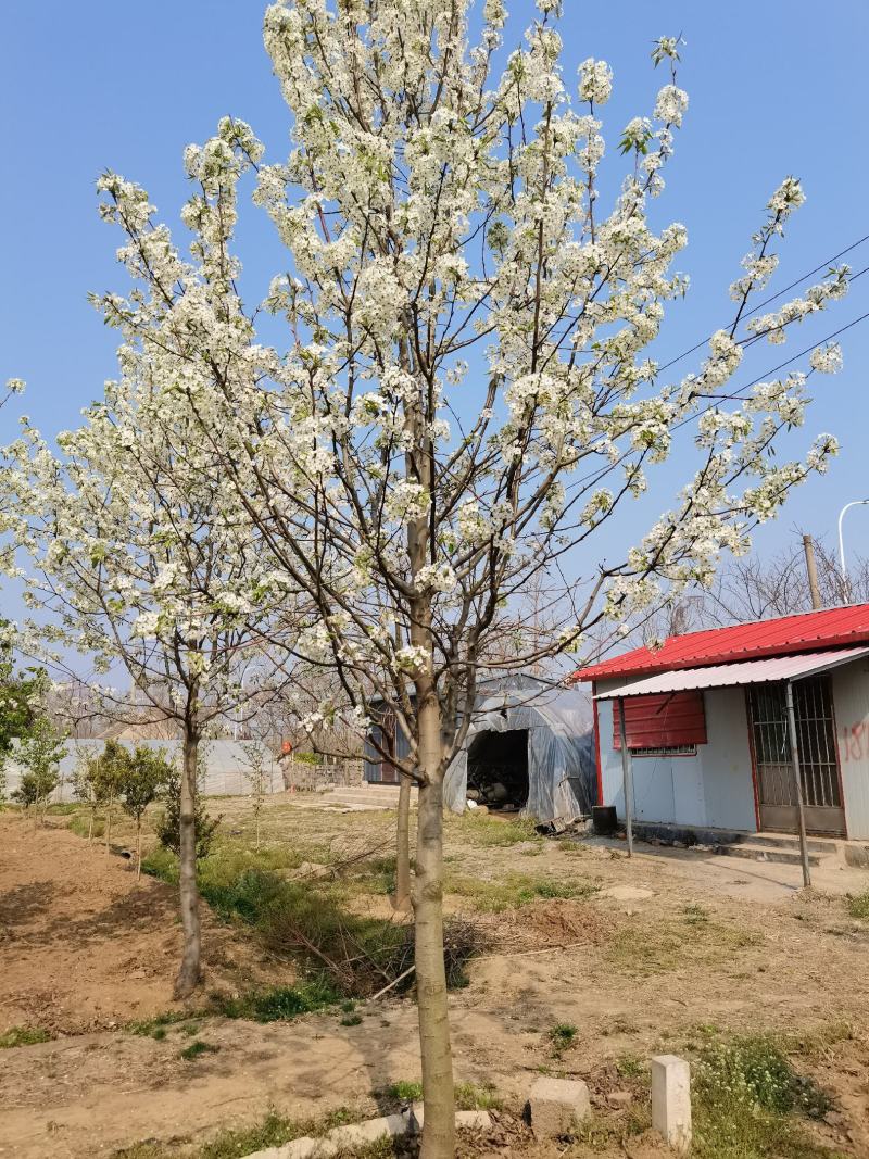 豆梨，彩叶豆梨5-15公分大量供应，质量好，价格低
