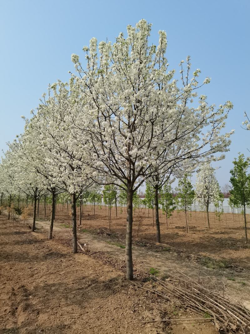 豆梨，彩叶豆梨5-15公分大量供应，质量好，价格低