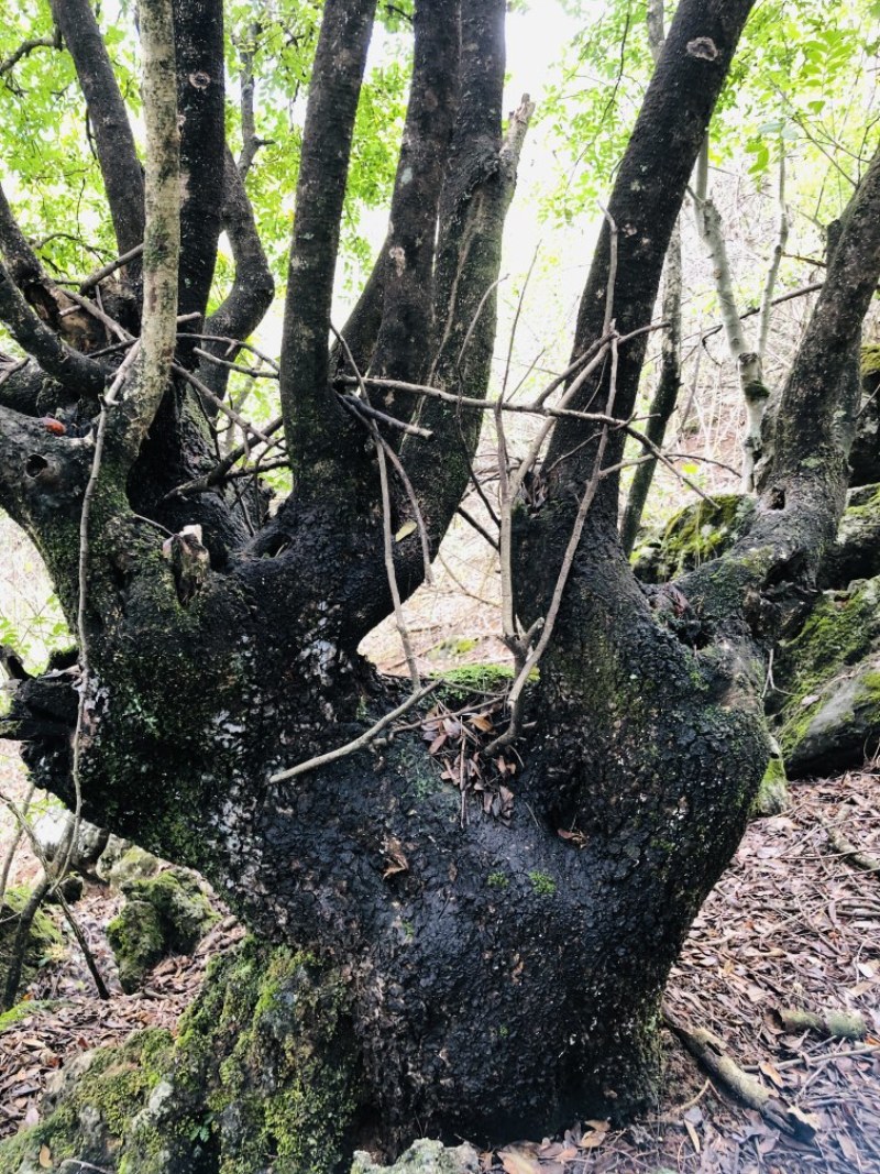 清香木盆景