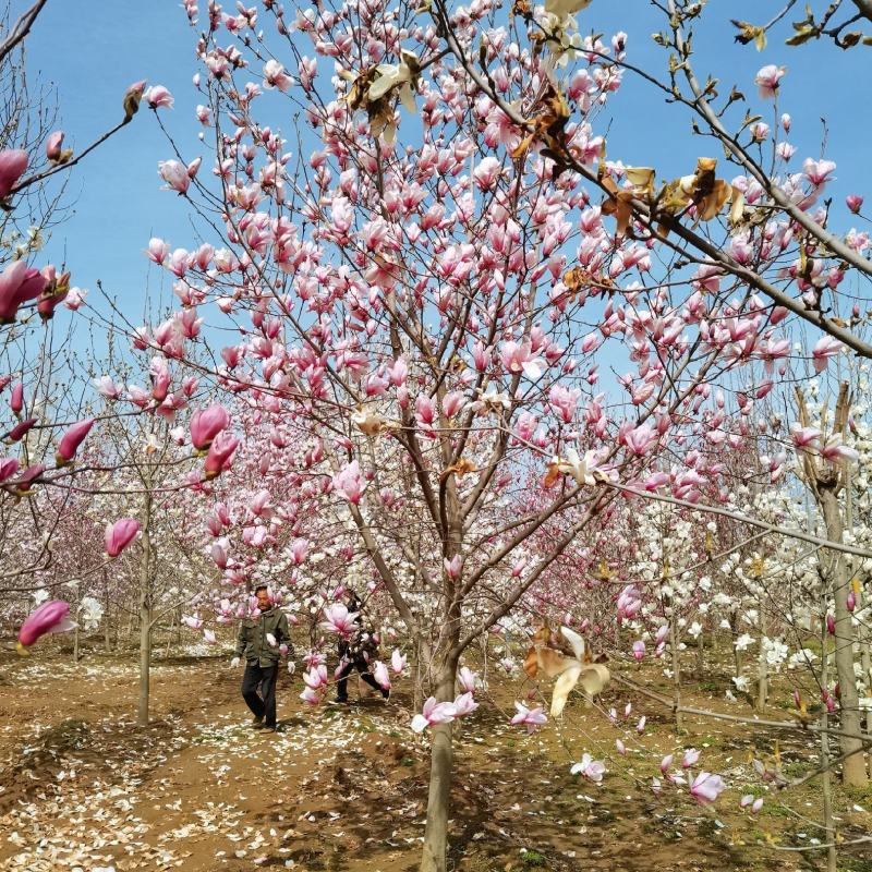 玉兰，紫玉兰大量供应，5-15公分海量出货中，欢迎采购