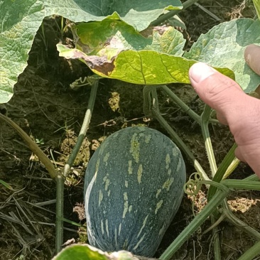 香芋南瓜香芋南瓜