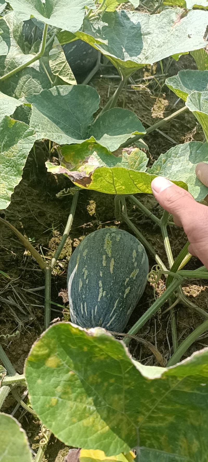 香芋南瓜香芋南瓜