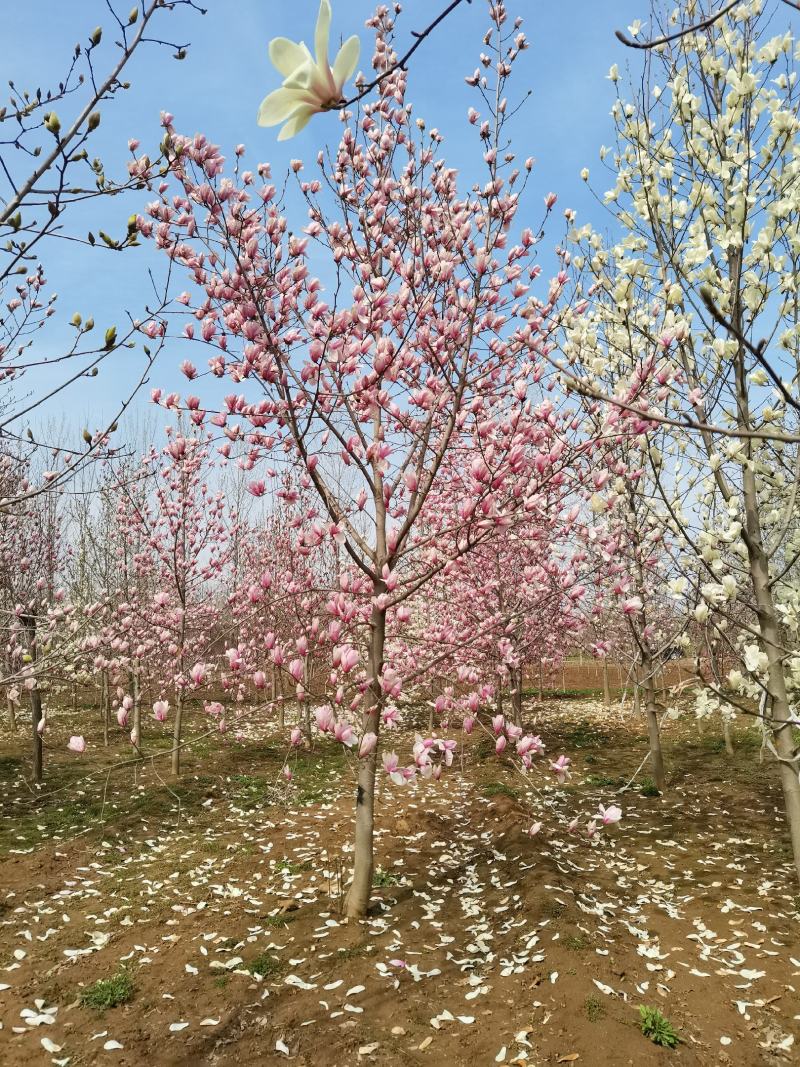 玉兰，紫玉兰大量供应，5-15公分海量出货中，欢迎采购