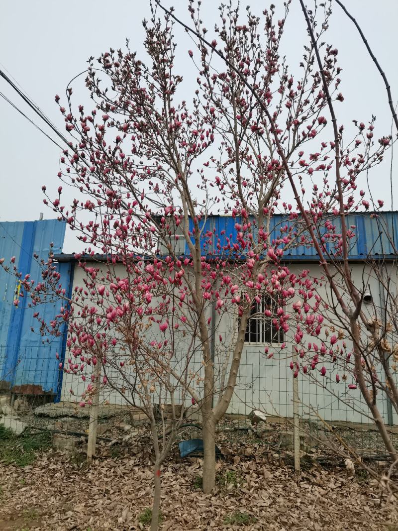 玉兰，紫玉兰大量供应，5-15公分海量出货中，欢迎采购