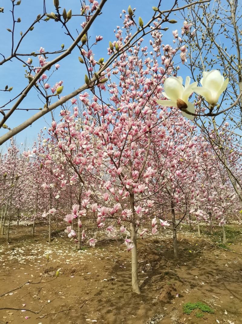 玉兰，紫玉兰大量供应，5-15公分海量出货中，欢迎采购