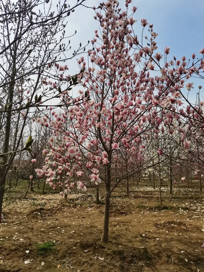 玉兰，紫玉兰大量供应，5-15公分海量出货中，欢迎采购