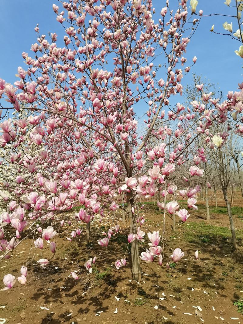 玉兰，紫玉兰大量供应，5-15公分海量出货中，欢迎采购