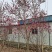 玉兰，紫玉兰大量供应，5-15公分海量出货中，欢迎采购