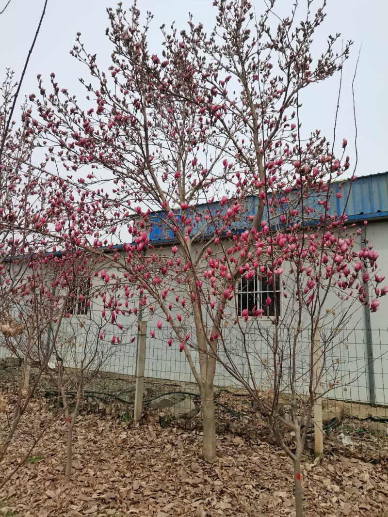 玉兰，紫玉兰大量供应，5-15公分海量出货中，欢迎采购