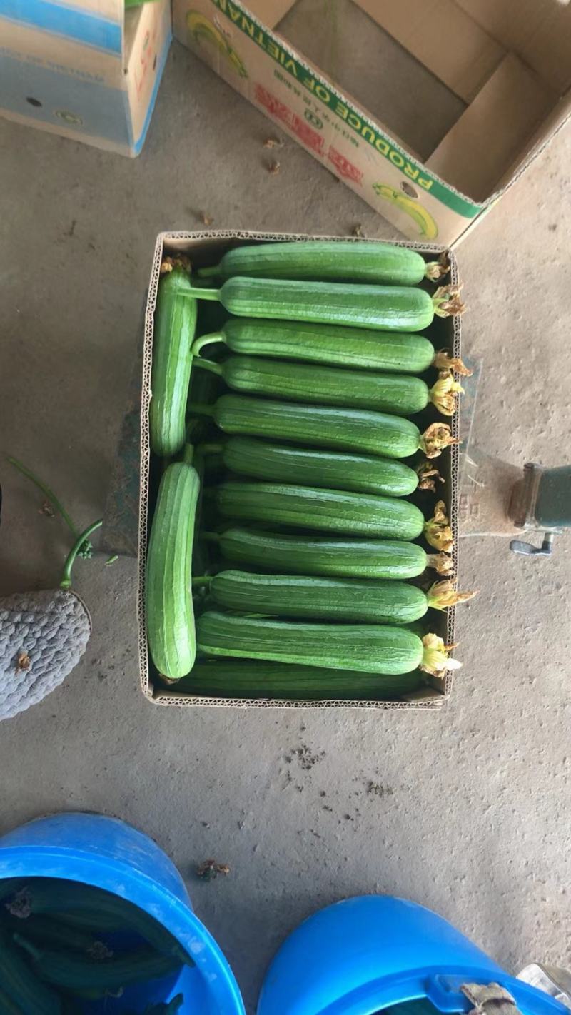 小黄花丝瓜笨花葫芦娃杂交瓜