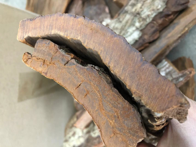 树皮，安哥拉树皮，卡宾达树皮，厚树皮，剥树皮，树皮