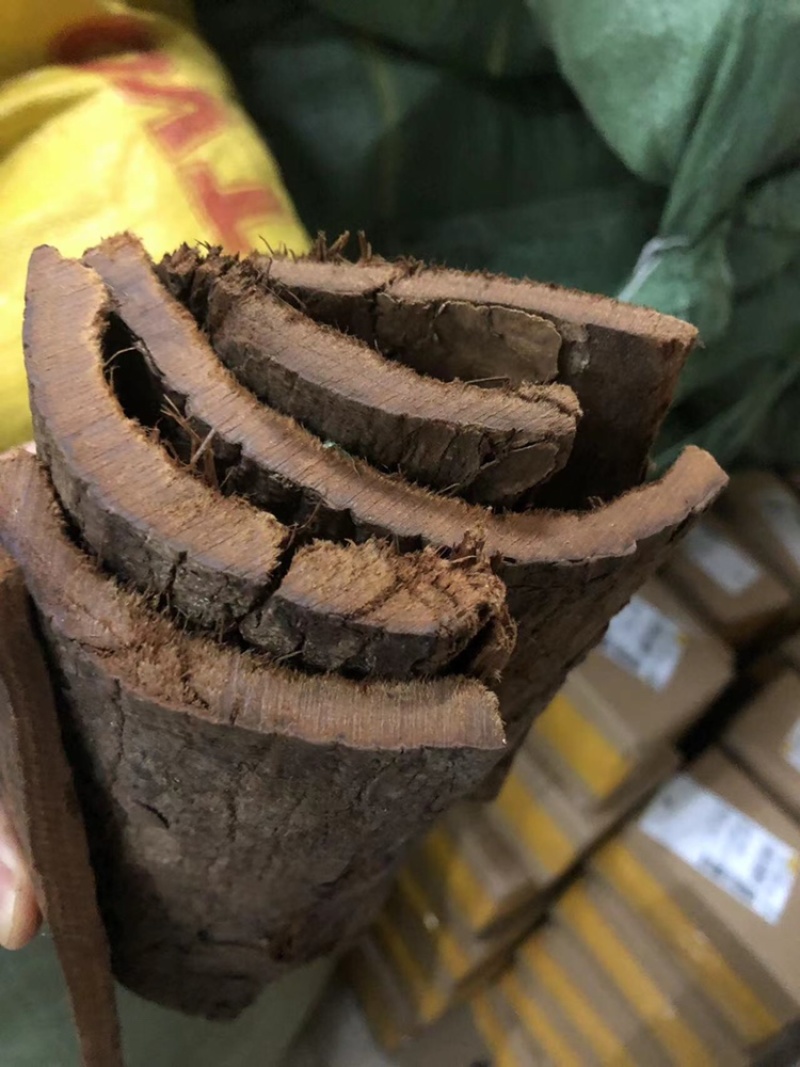 树皮，安哥拉树皮，卡宾达树皮，厚树皮，剥树皮，树皮