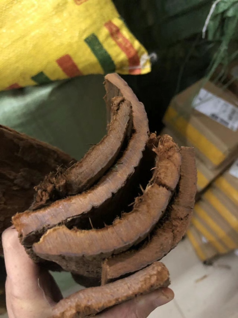 树皮，安哥拉树皮，卡宾达树皮，厚树皮，剥树皮，树皮