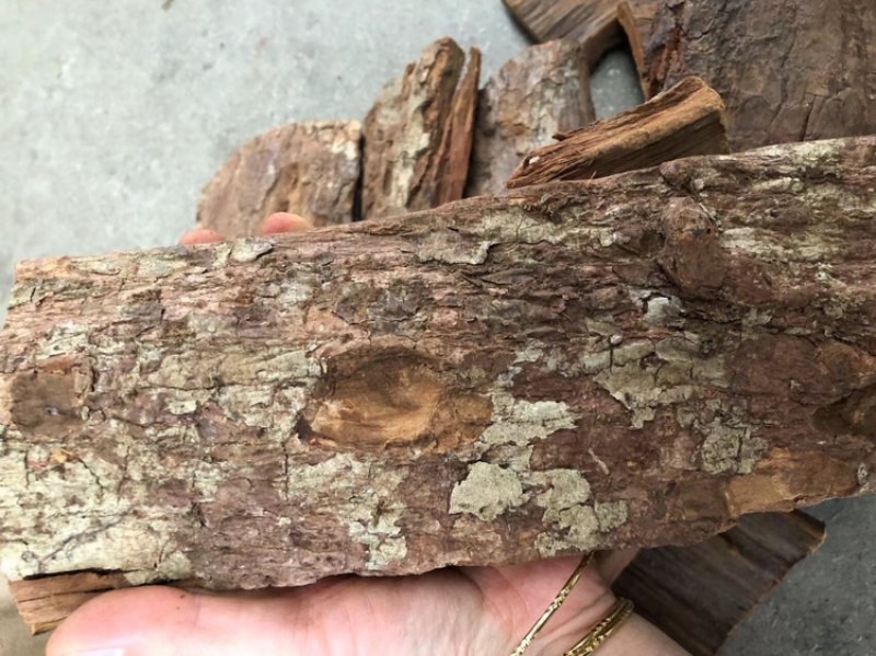 树皮，安哥拉树皮，卡宾达树皮，厚树皮，剥树皮，树皮