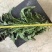 高原夏菜青皮莴笋号上市量大优惠基地直发欢迎考察咨询